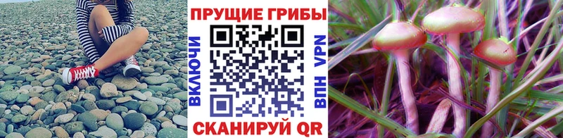 купить наркотик Мураши кракен маркетплейс Галлюциногенные грибы Psilocybine cubensis